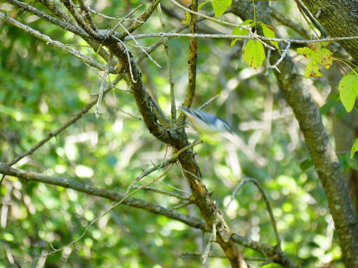 White-breasted Nuthatch - ML625282302