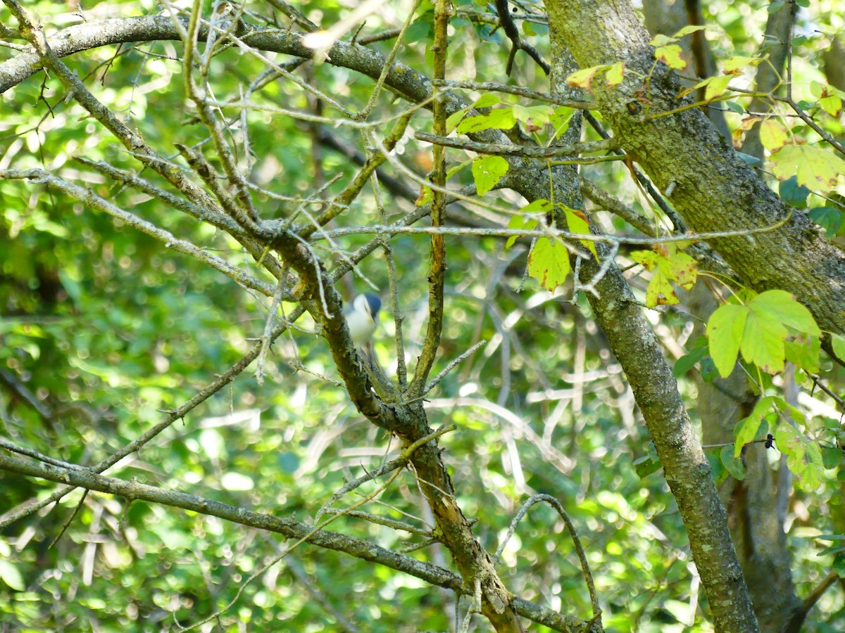 White-breasted Nuthatch - ML625282303