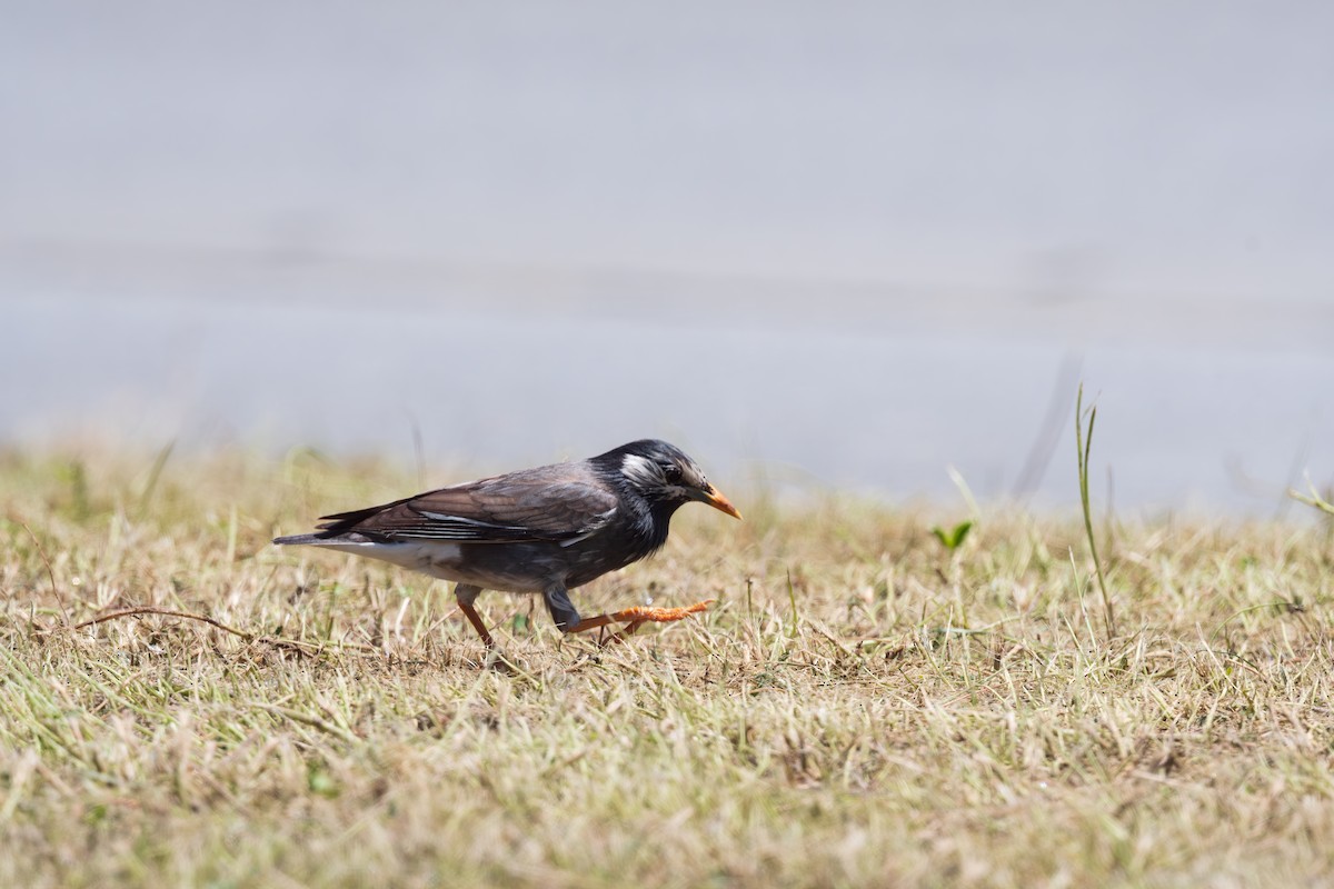 White-cheeked Starling - ML625282321