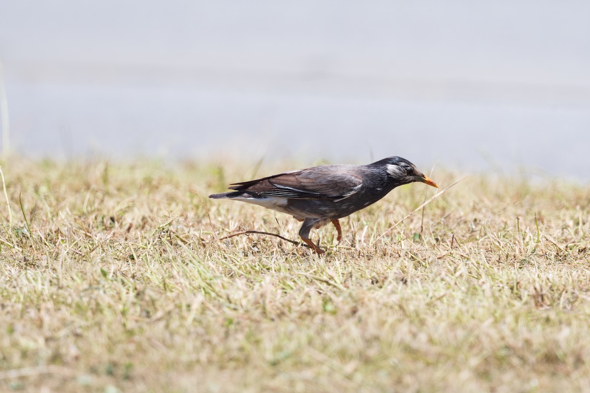 White-cheeked Starling - Shing Arrrrr