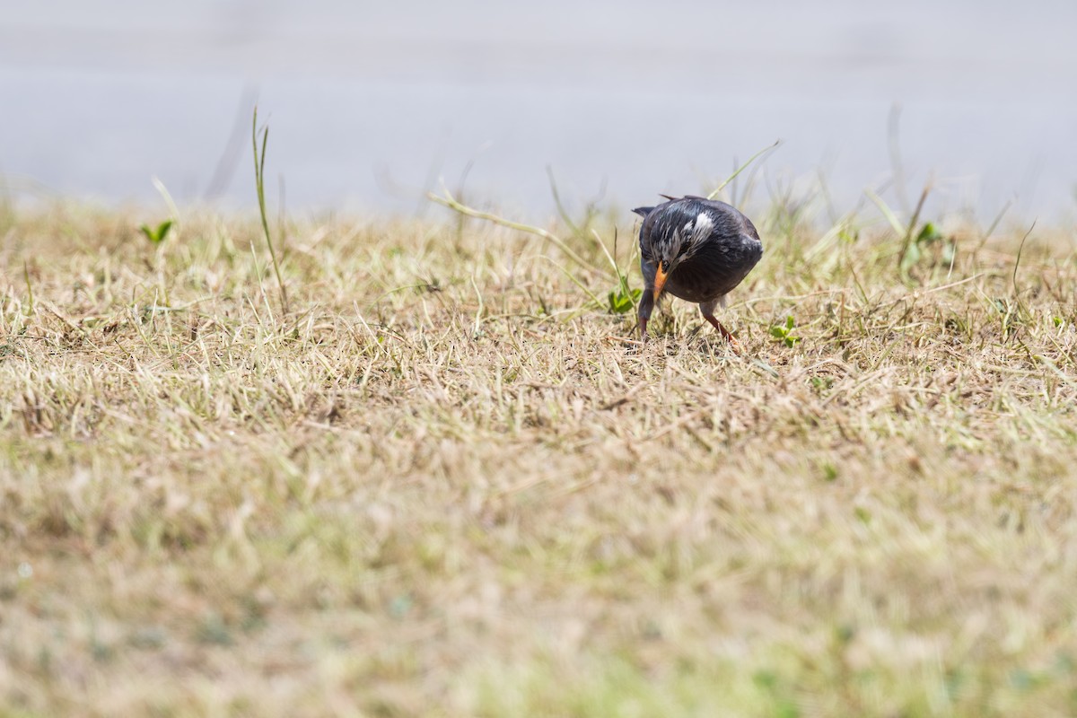 White-cheeked Starling - ML625282323