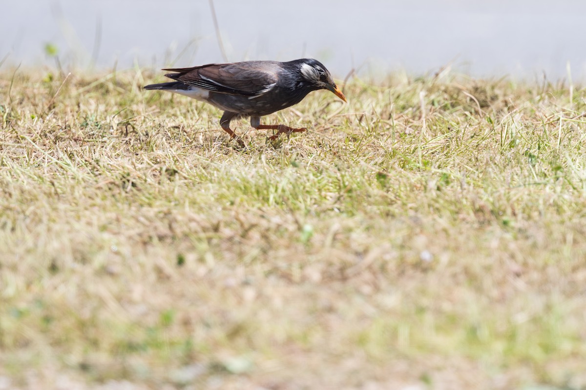 White-cheeked Starling - Shing Arrrrr