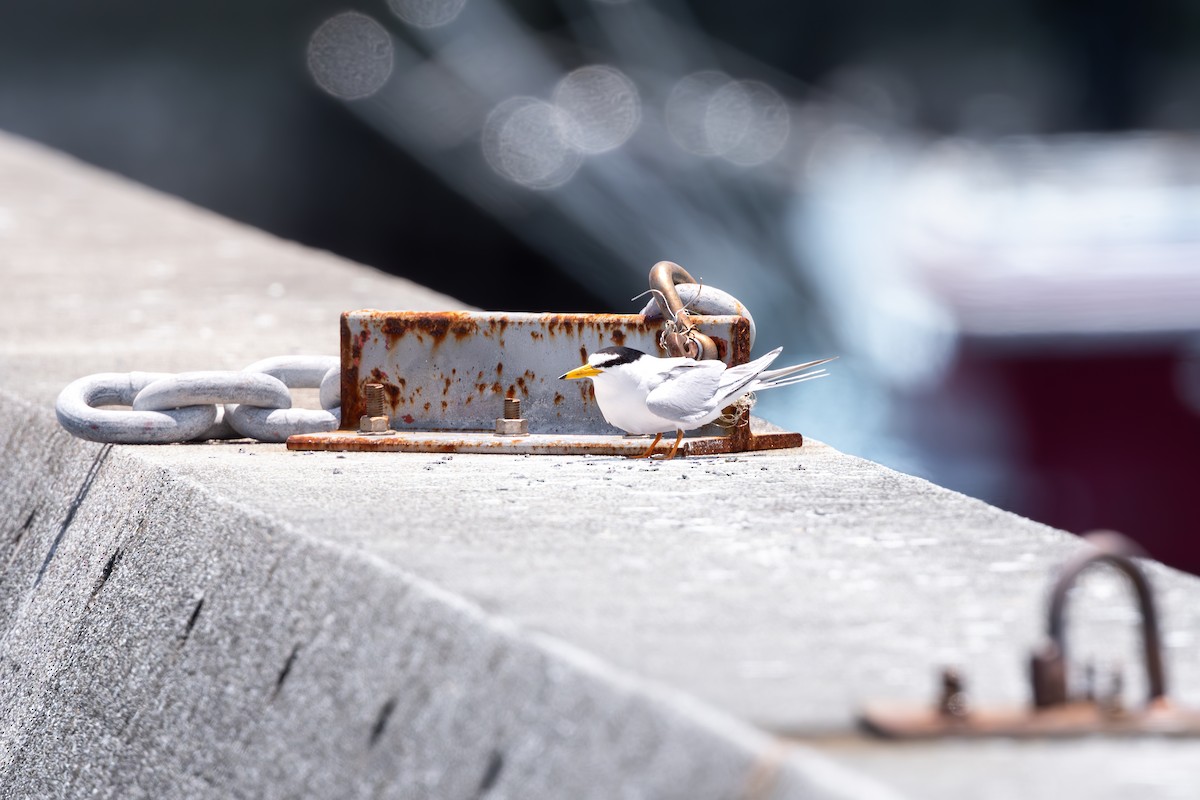 Little Tern - ML625282339