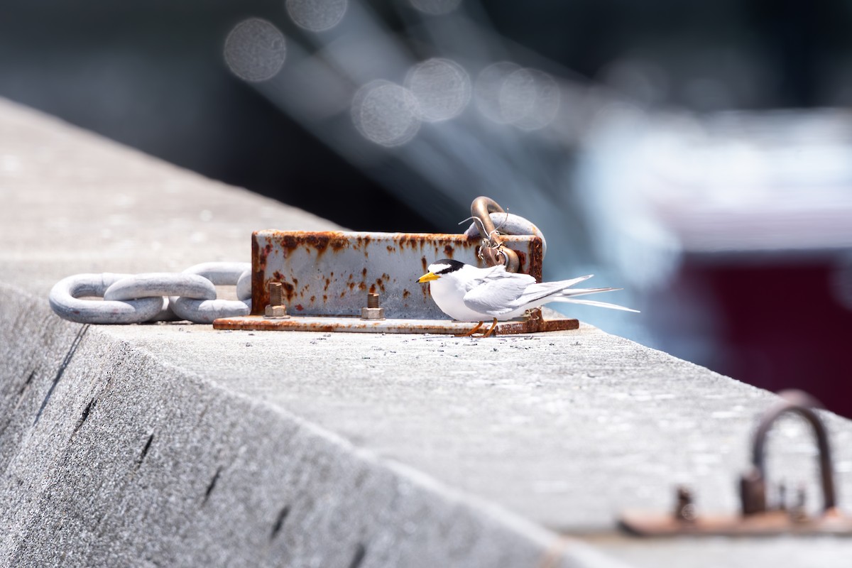 Little Tern - ML625282345