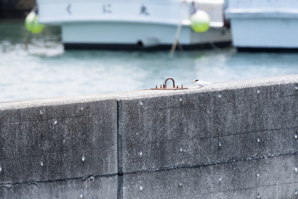 Little Tern - ML625282347