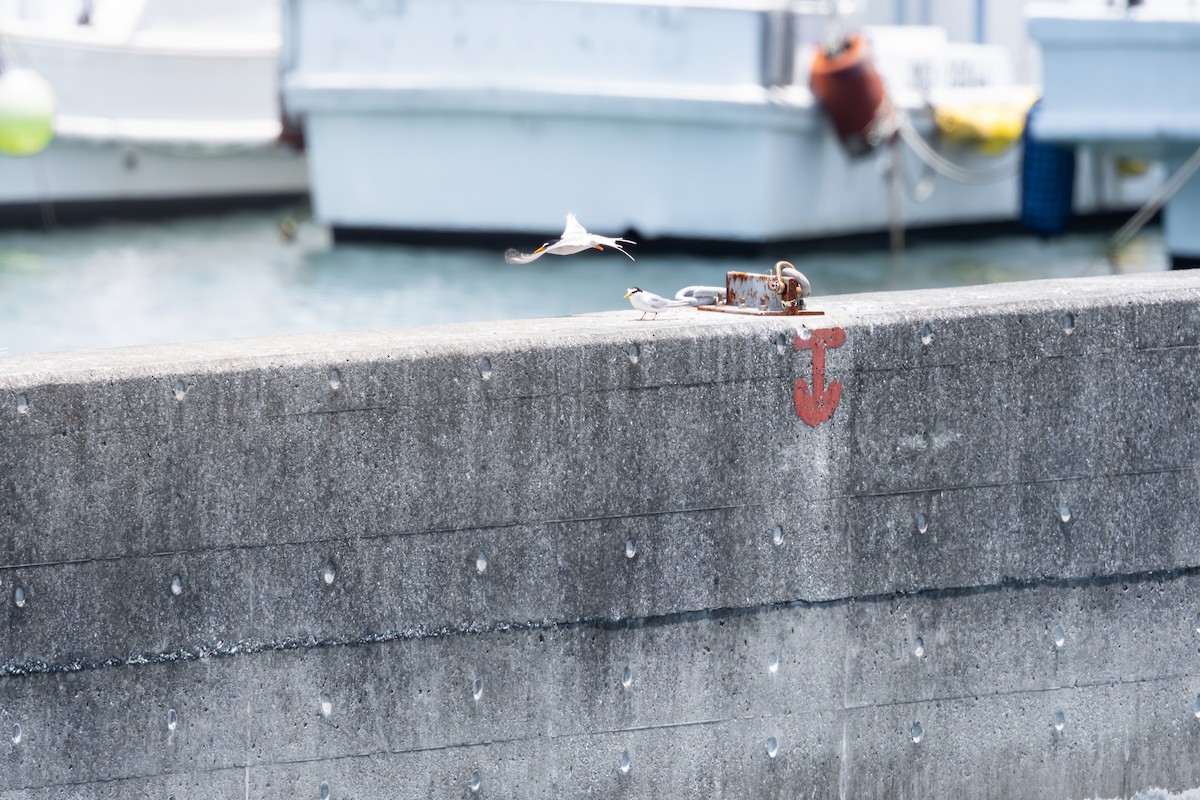 Little Tern - ML625282349