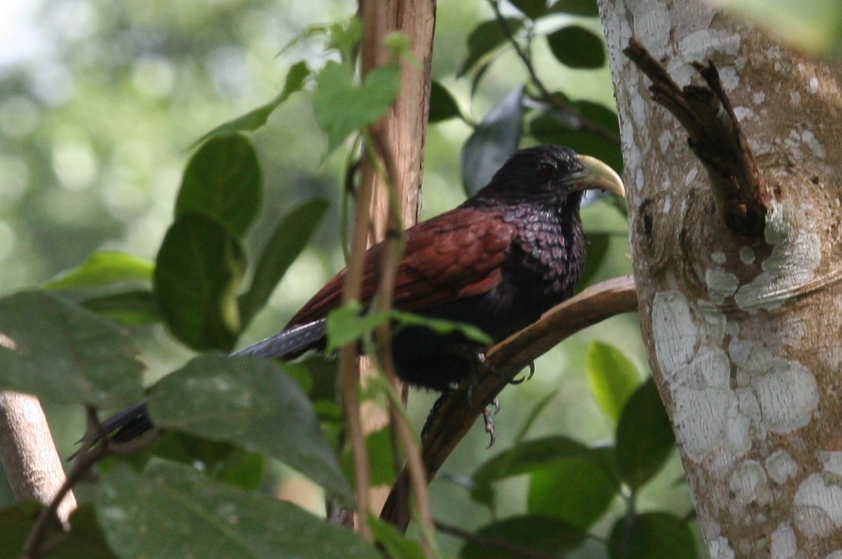 Green-billed Coucal - ML625282383