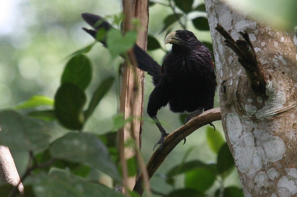 Green-billed Coucal - ML625282389