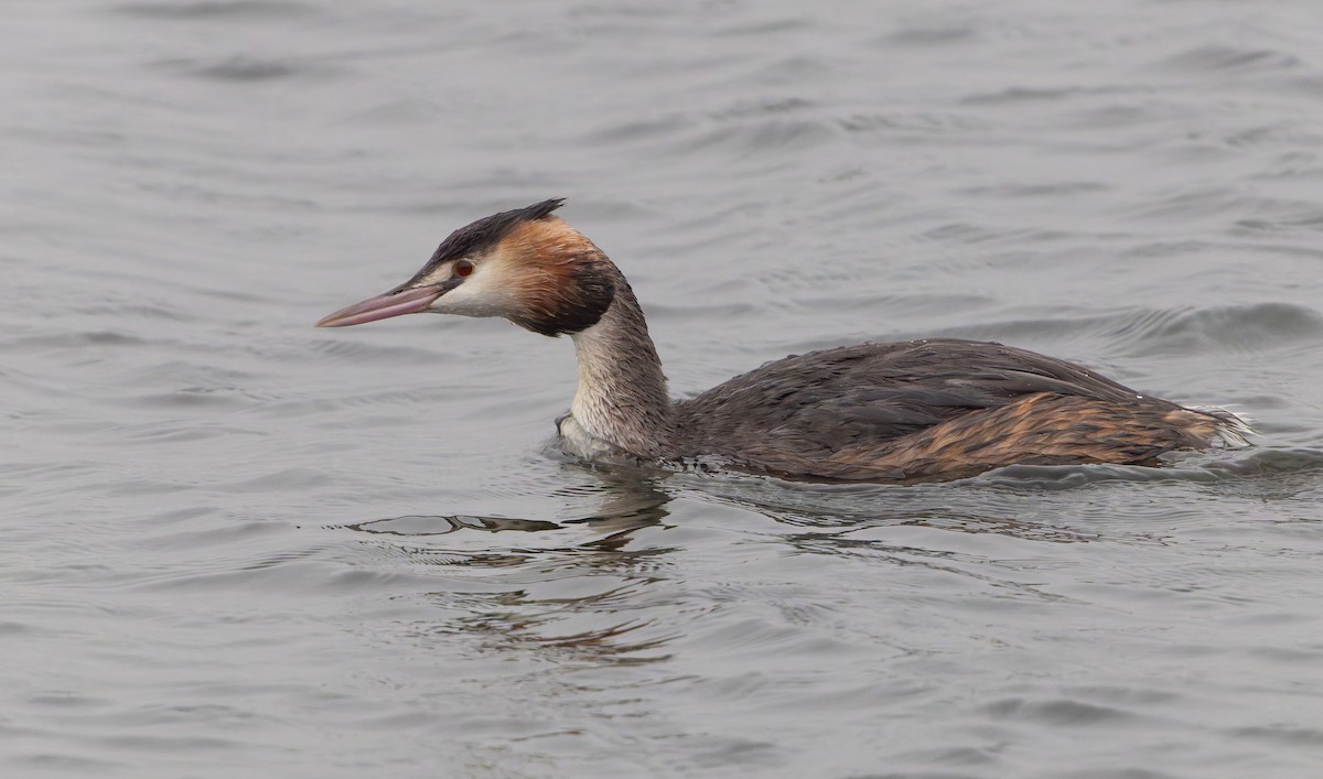 Great Crested Grebe - Simon Colenutt