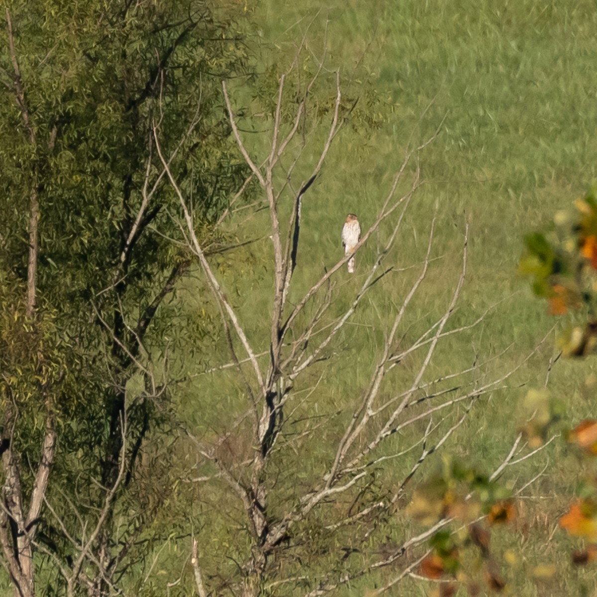 Cooper's Hawk - ML625282462