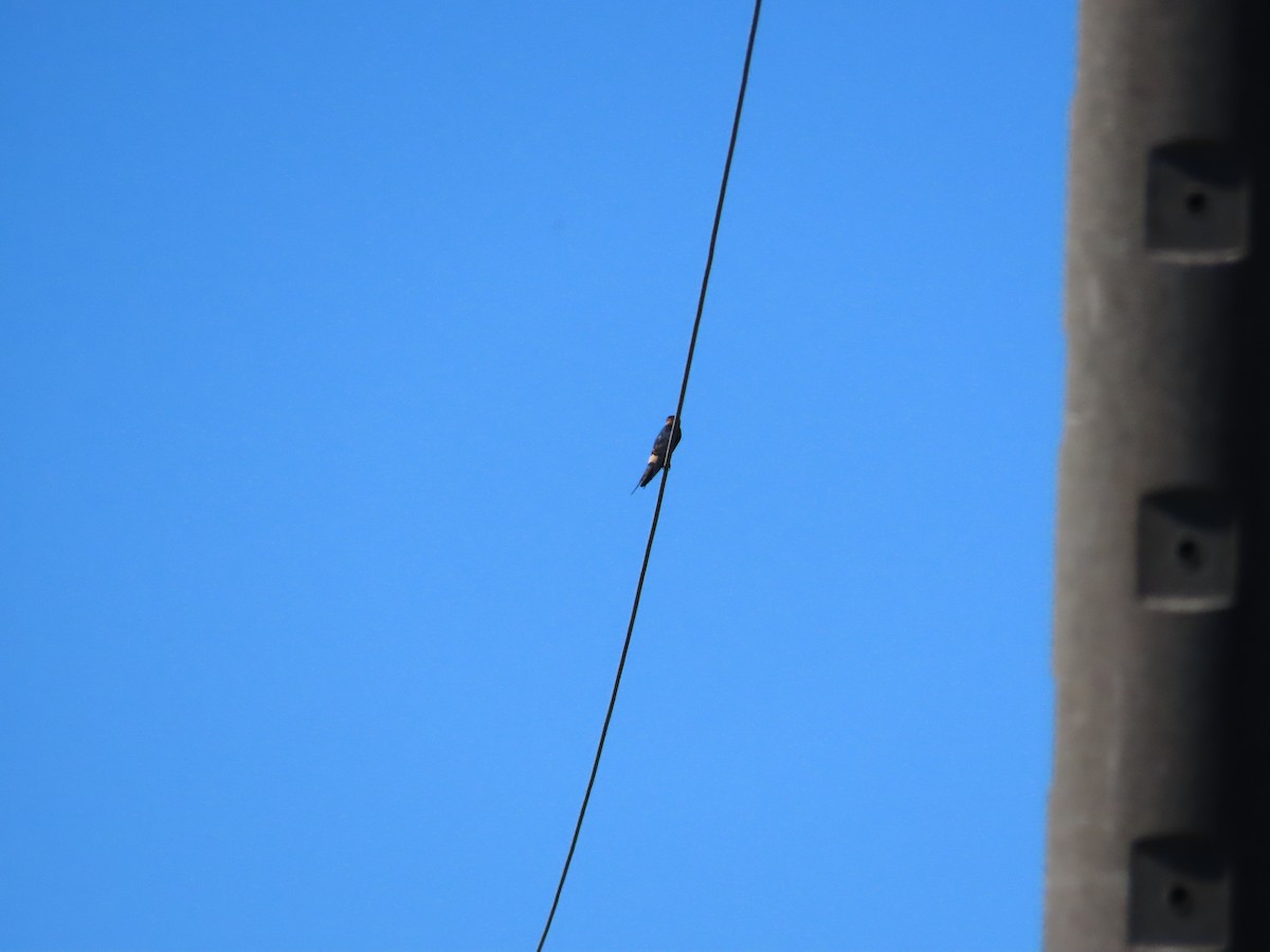 Golondrina Dáurica Oriental (grupo striolata) - ML625282533