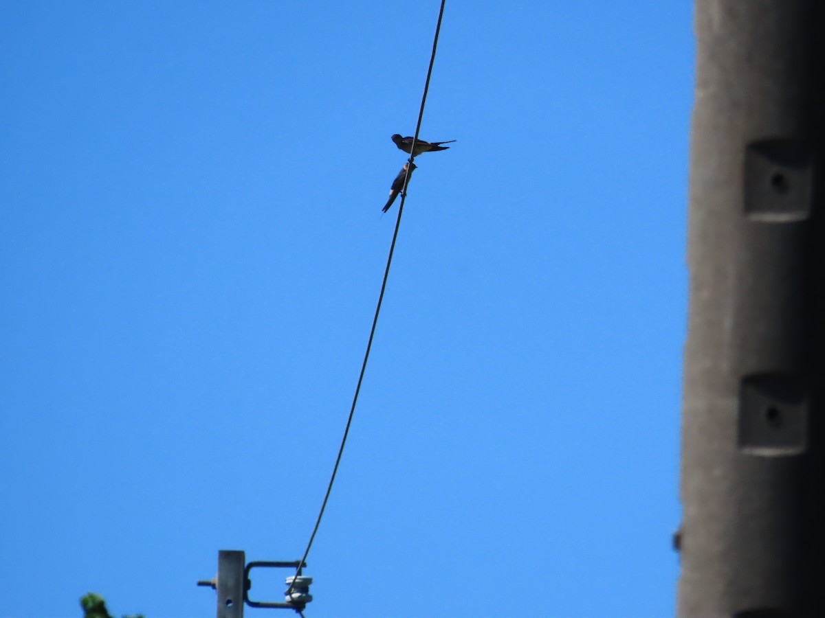 Golondrina Dáurica Oriental (grupo striolata) - ML625282534