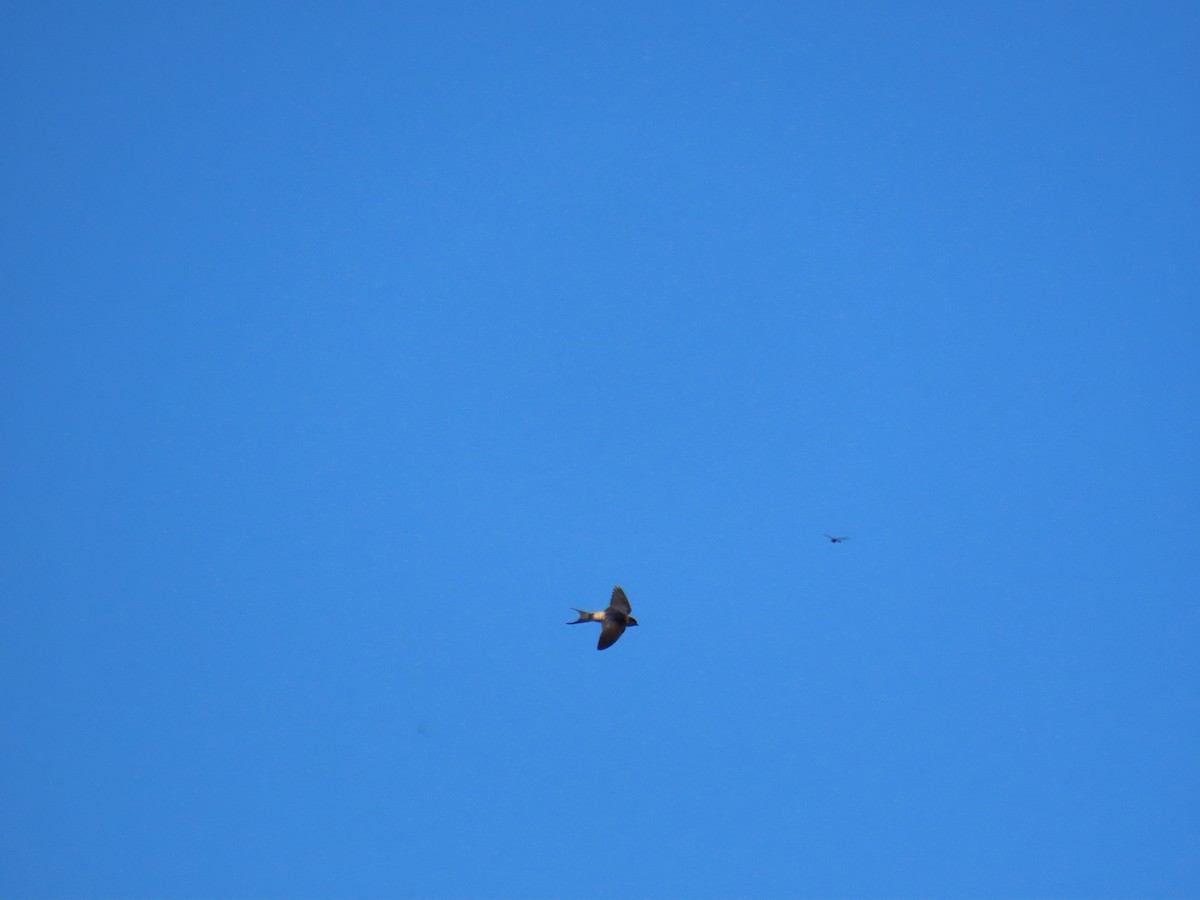 Golondrina Dáurica Oriental (grupo striolata) - ML625282535