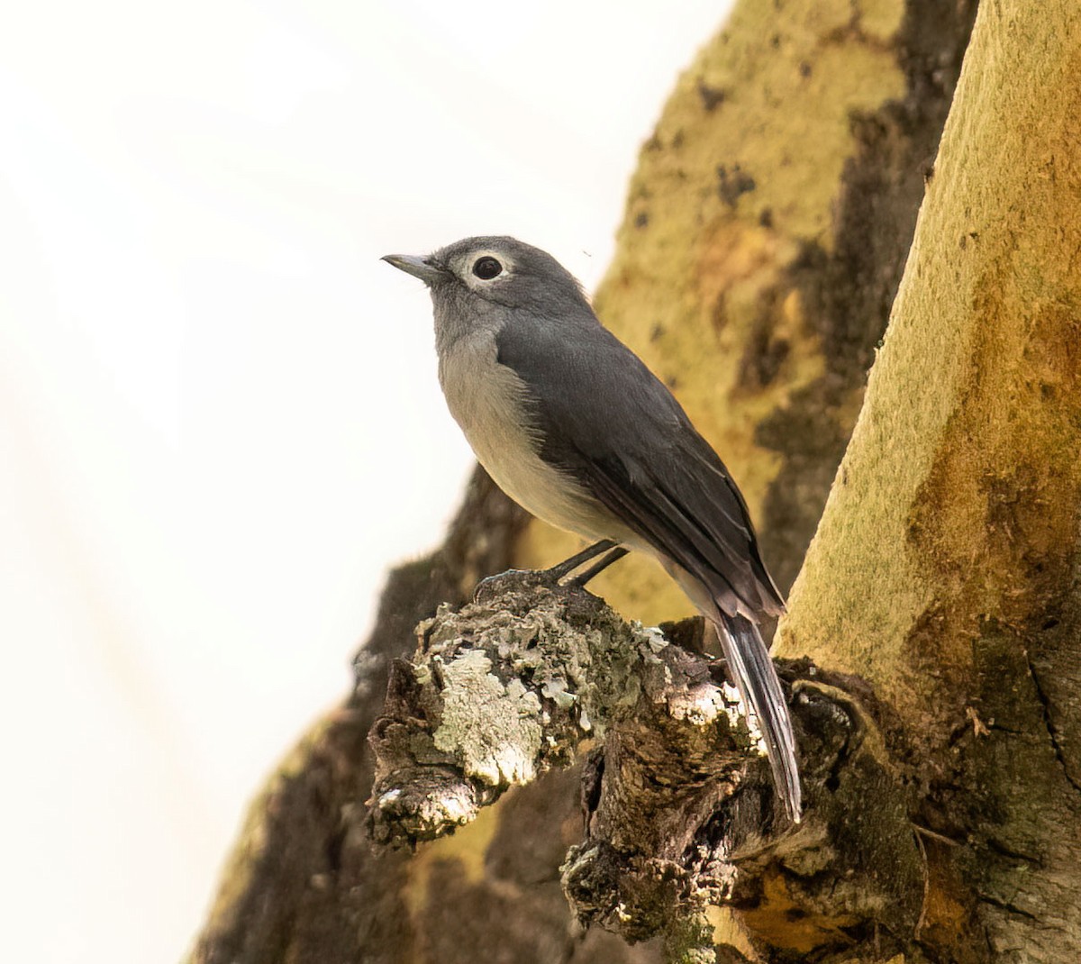 White-eyed Slaty-Flycatcher - ML625282562