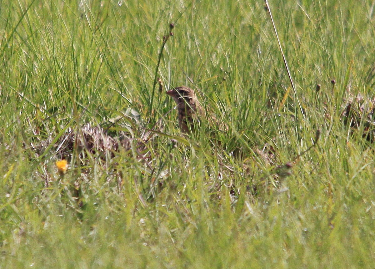 Pink-billed Lark - ML625282629