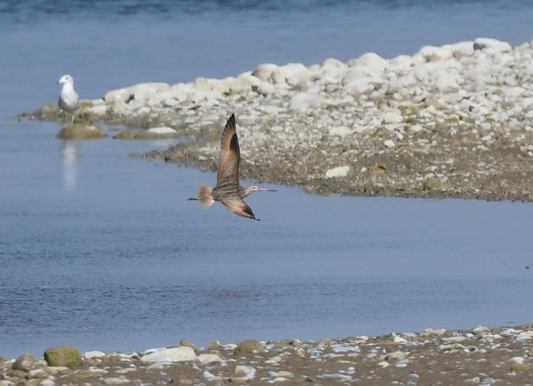 Marbled Godwit - ML625282711