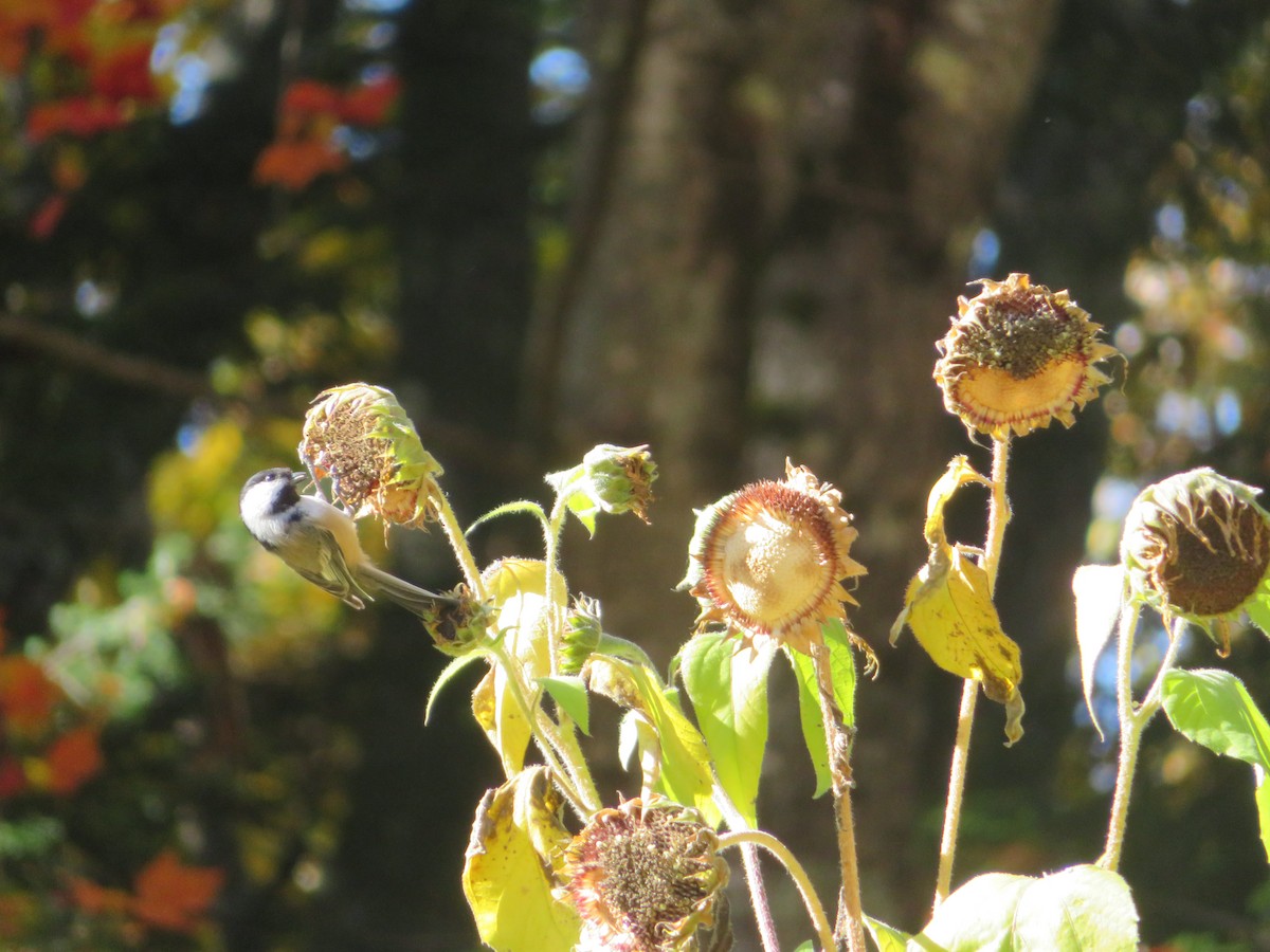 Carbonero Cabecinegro - ML625282764