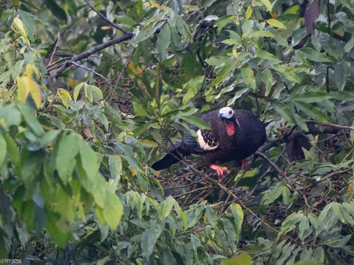 Red-throated Piping-Guan - ML625282770