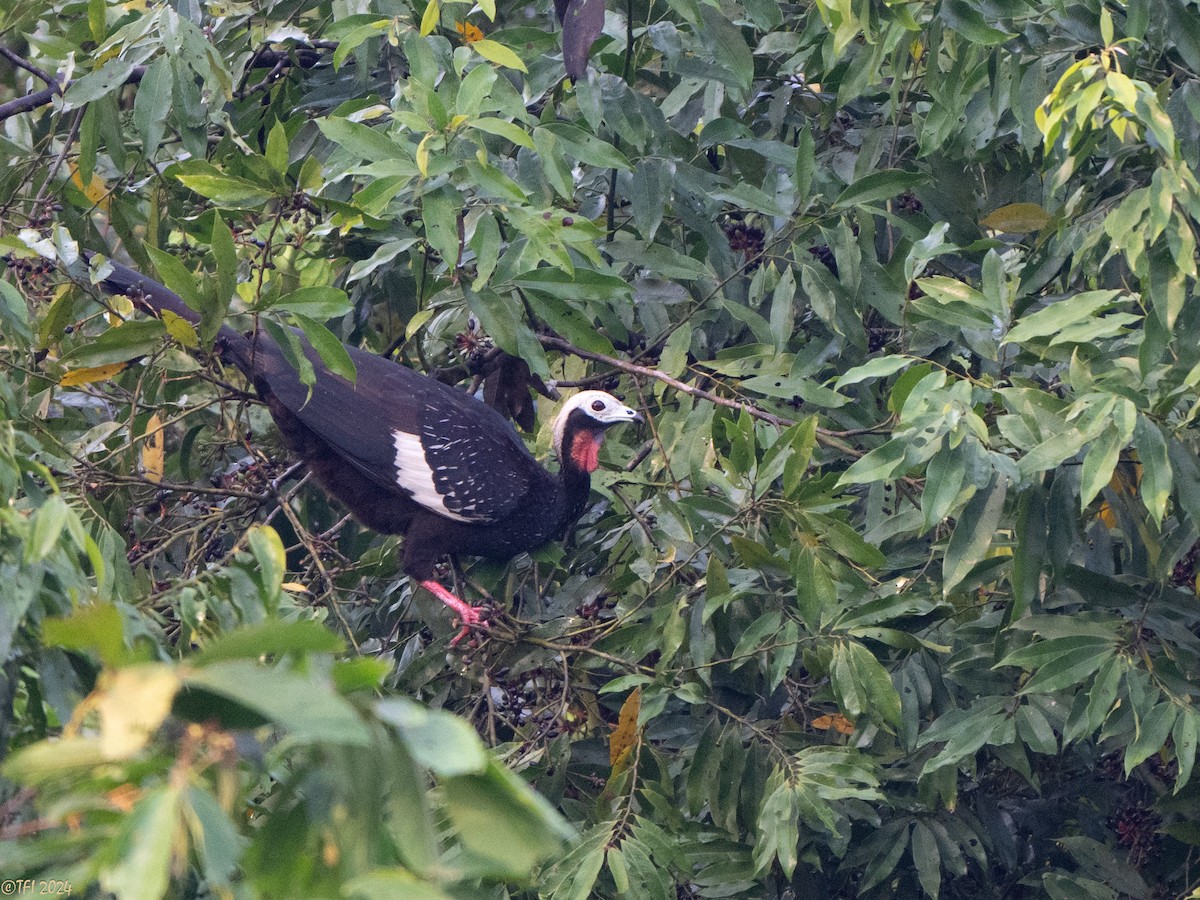 Red-throated Piping-Guan - ML625282772