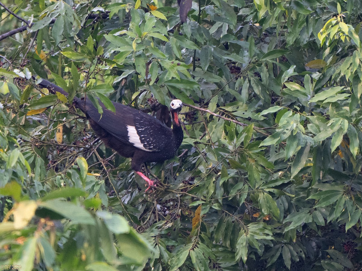 Red-throated Piping-Guan - T I