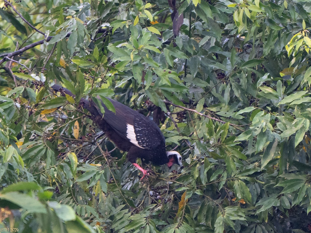 Red-throated Piping-Guan - ML625282778