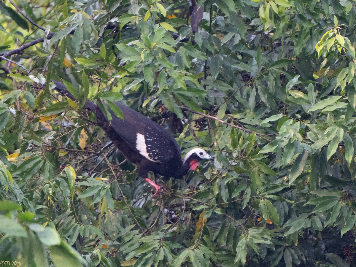 Red-throated Piping-Guan - ML625282780