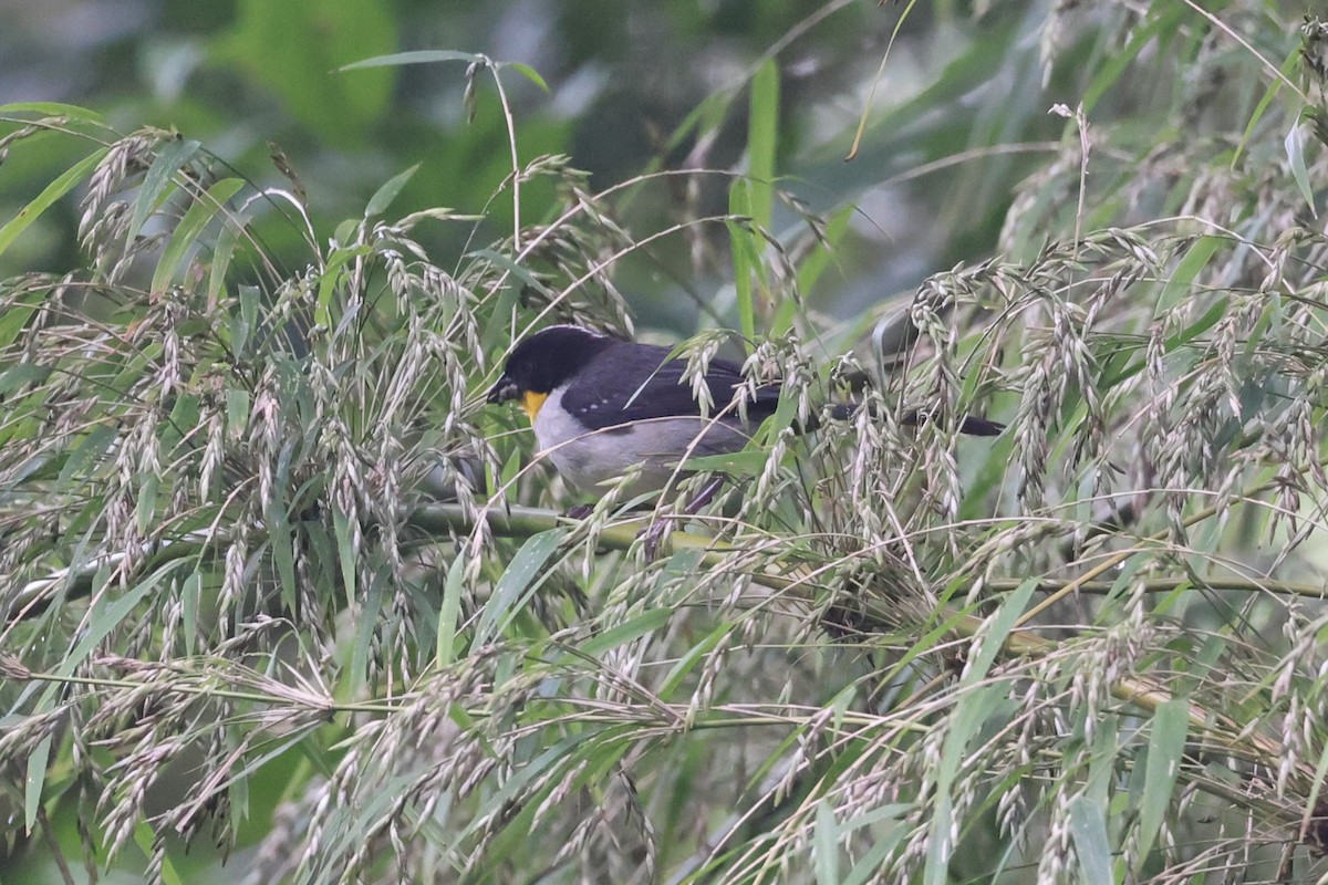 White-naped Brushfinch - ML625282781