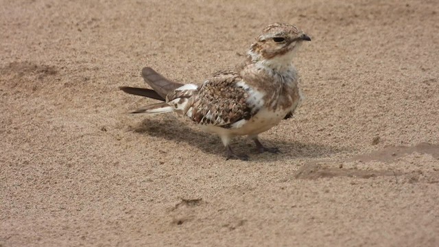 Sand-colored Nighthawk - ML625282845