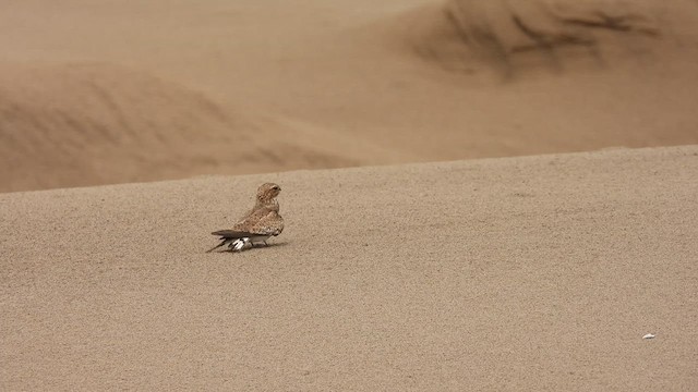 Sand-colored Nighthawk - ML625282960