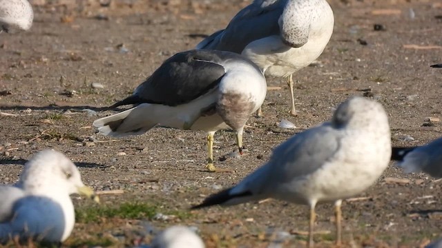 Black-tailed Gull - ML625283133