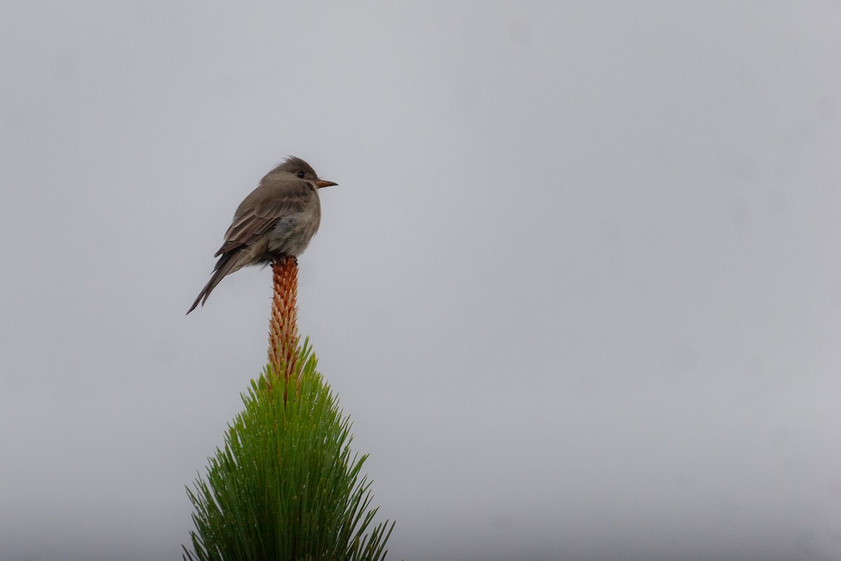 Greater Pewee - ML625283151