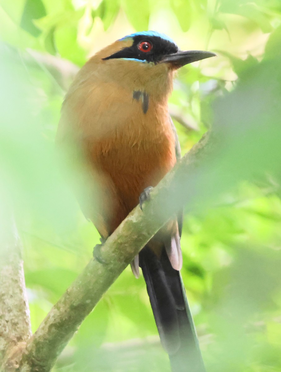 Whooping Motmot - ML625283220