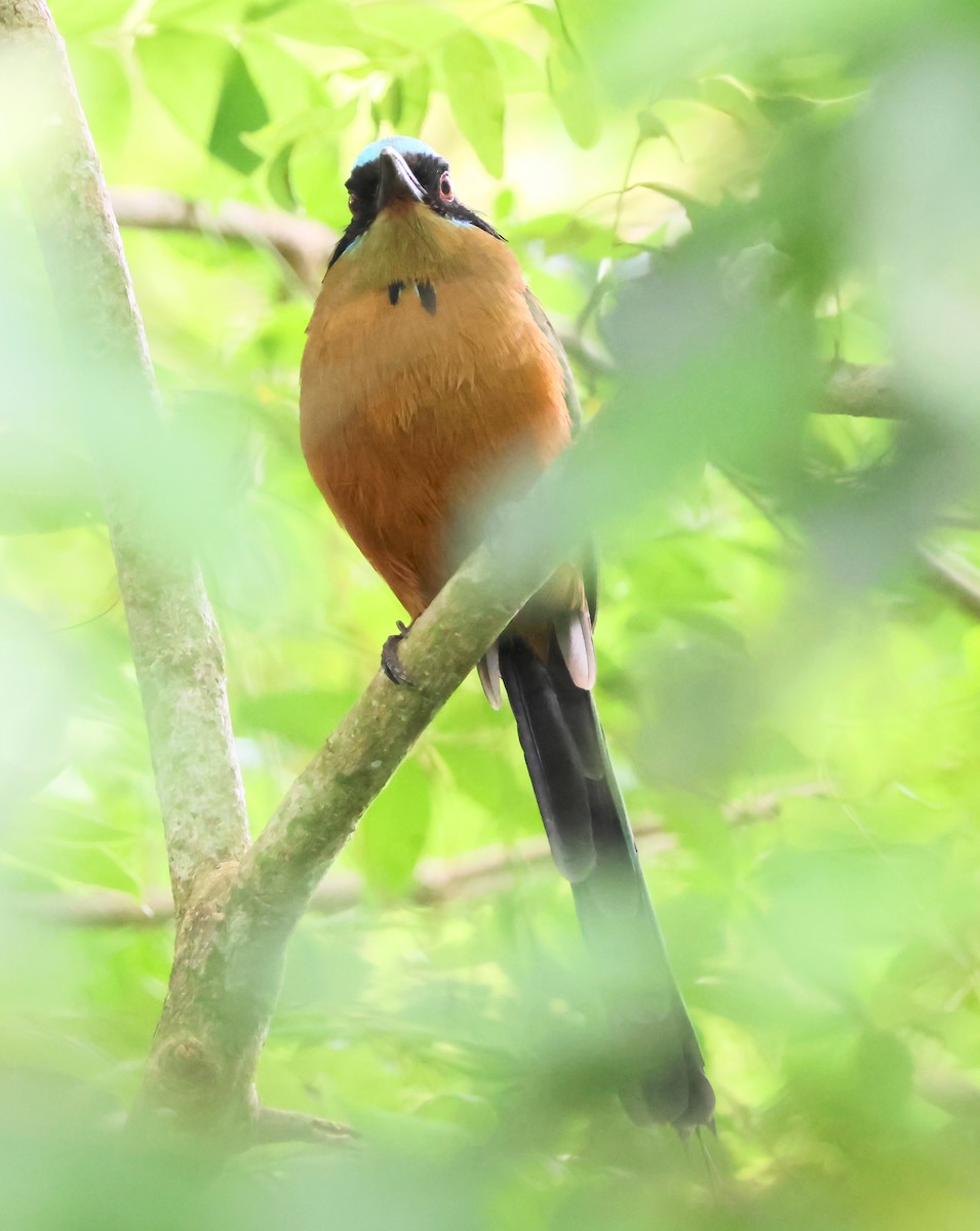 Whooping Motmot - ML625283222