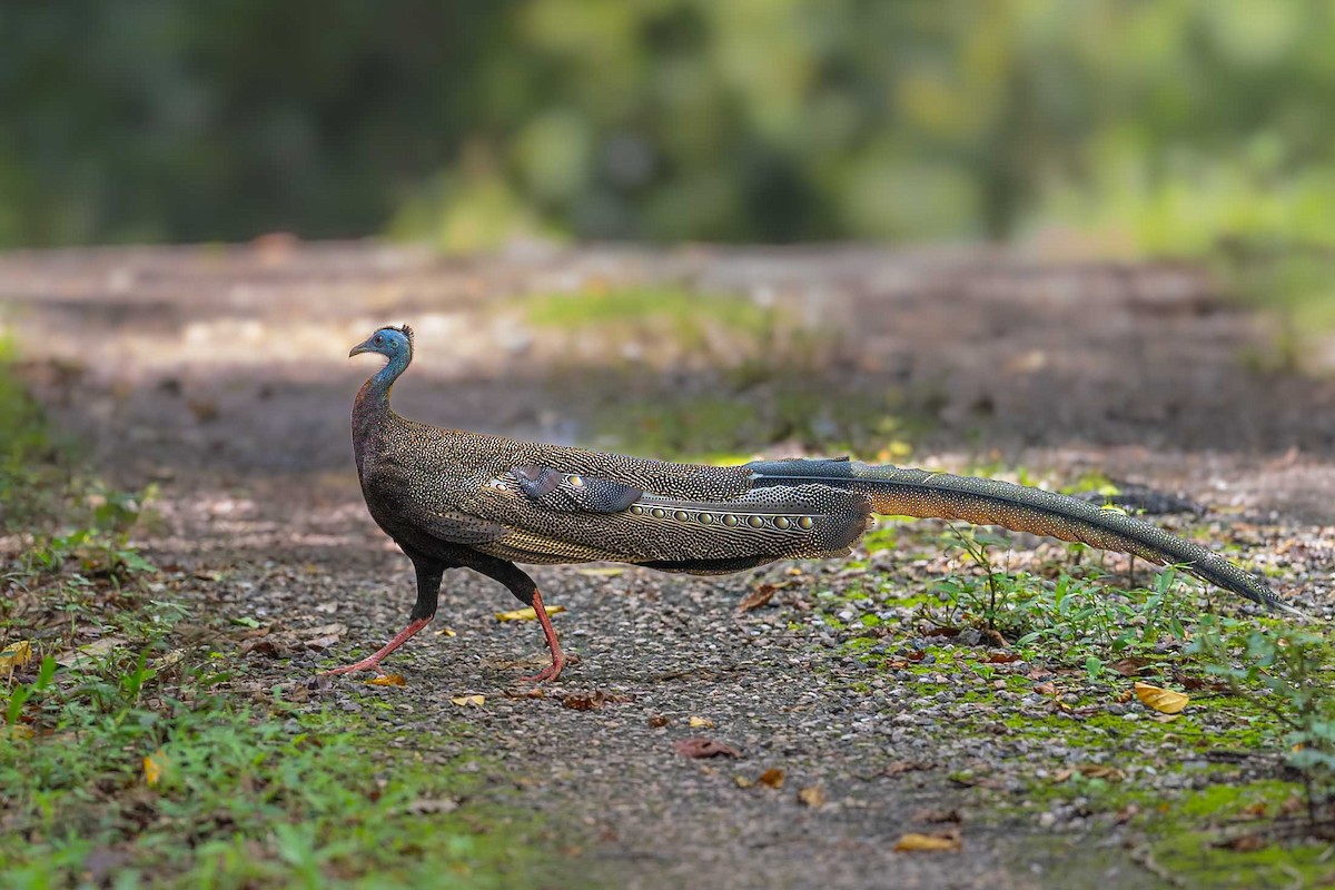 Great Argus - ML625283239