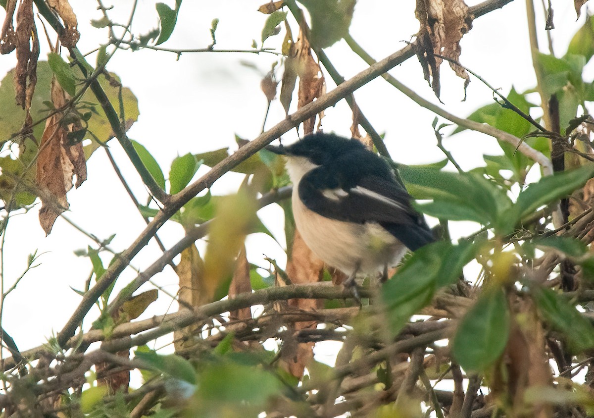 passerine sp. - ML625283251