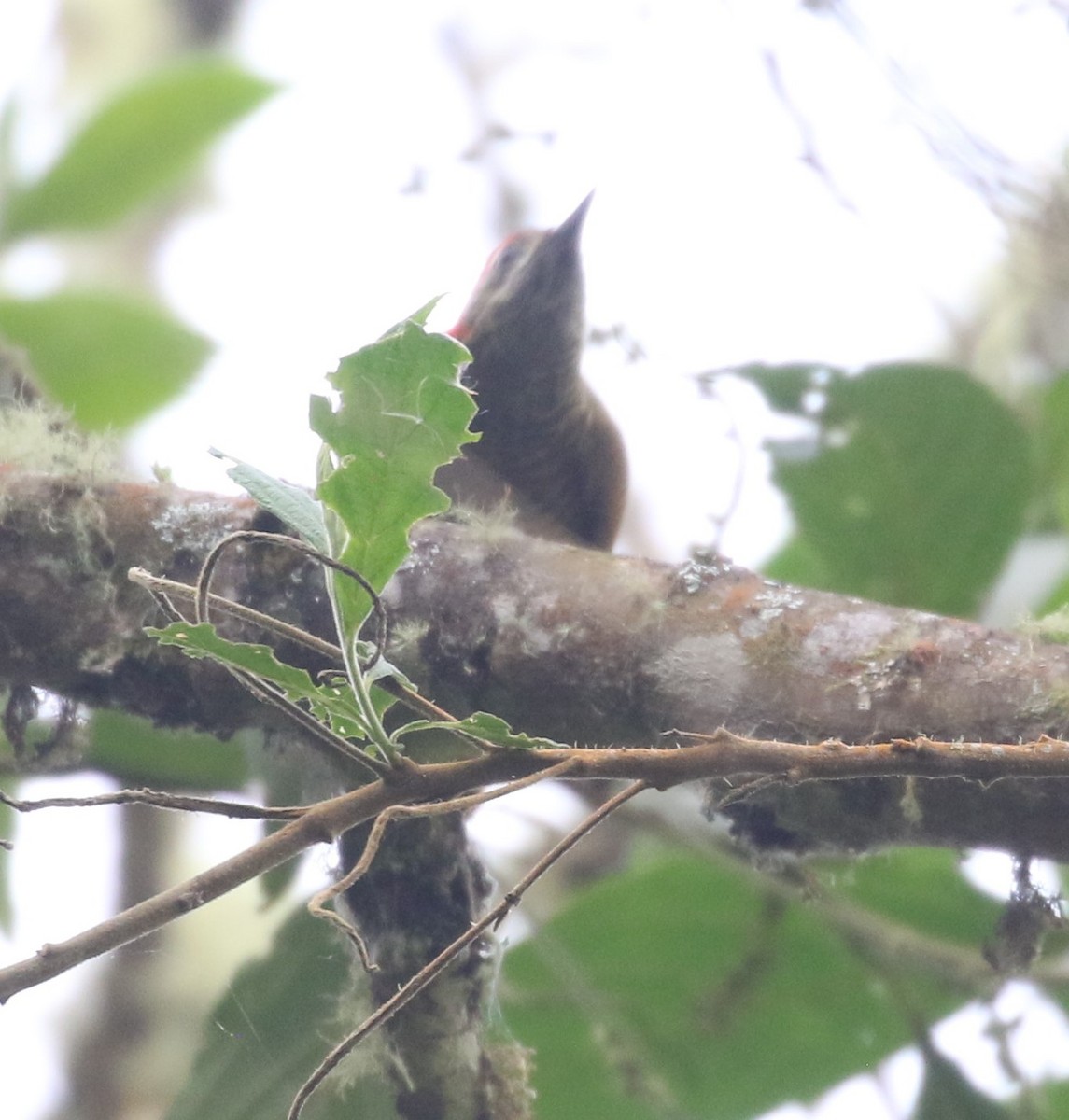 Yellow-vented Woodpecker - ML625283256