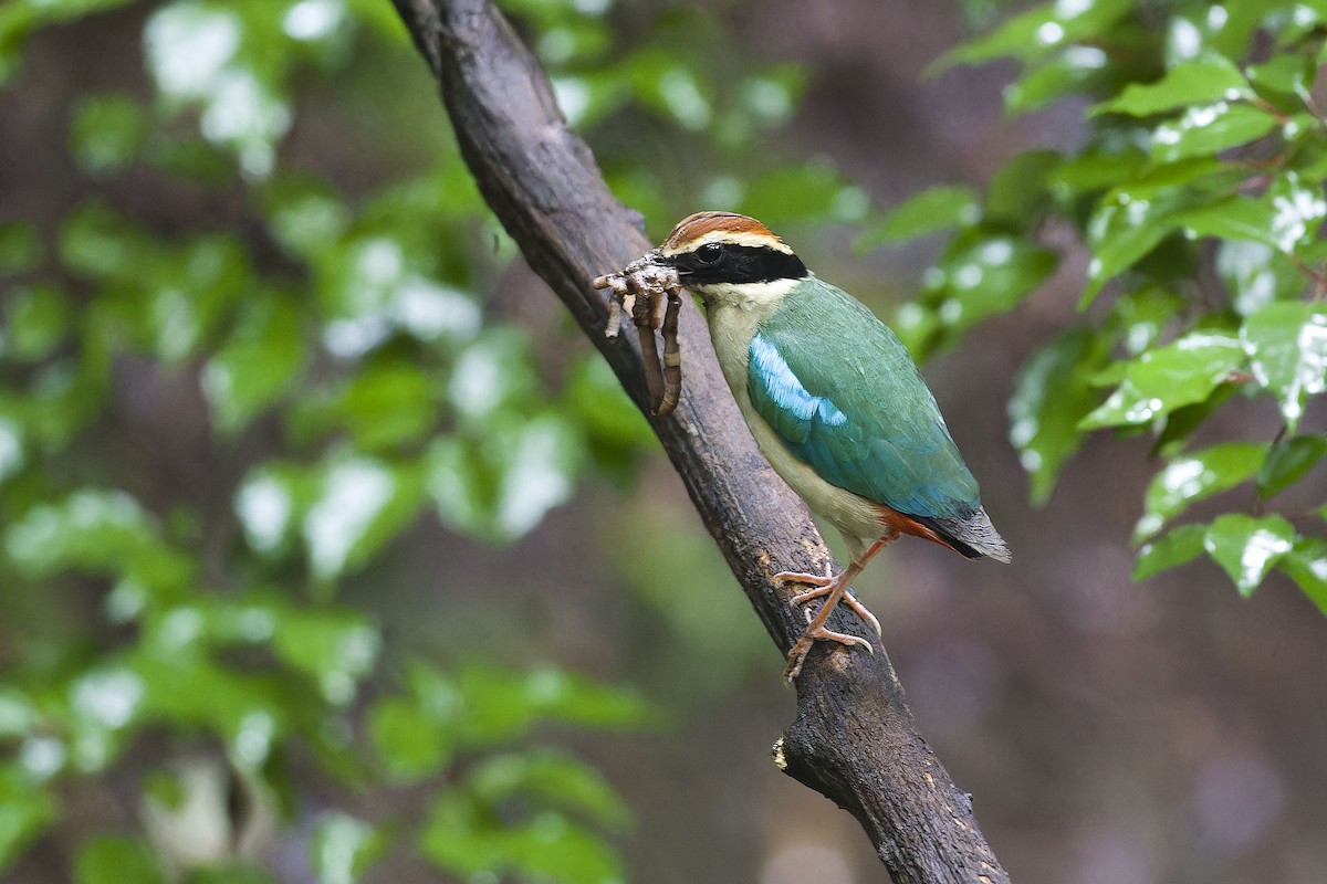 Fairy Pitta - ML625283338