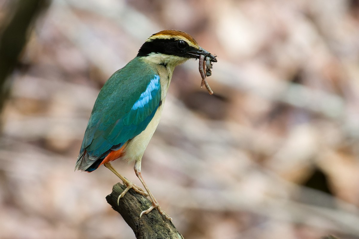 Fairy Pitta - ML625283339