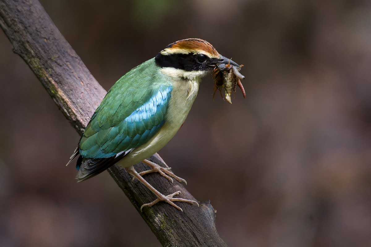 Fairy Pitta - ML625283340