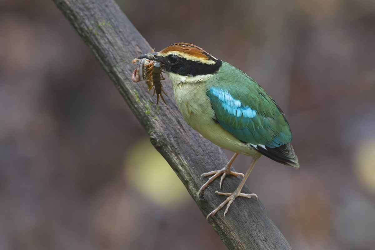 Fairy Pitta - ML625283341