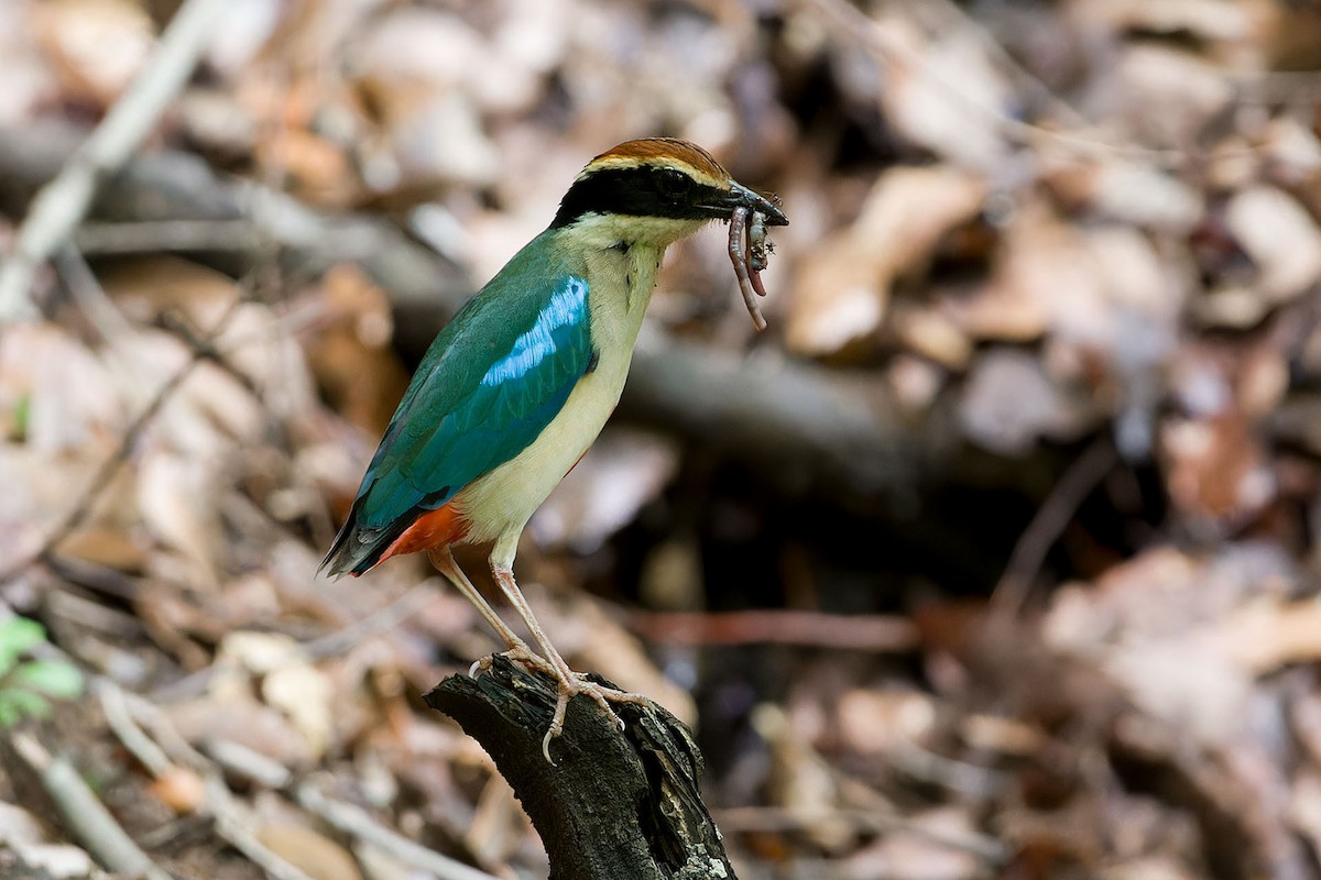 Fairy Pitta - ML625283342