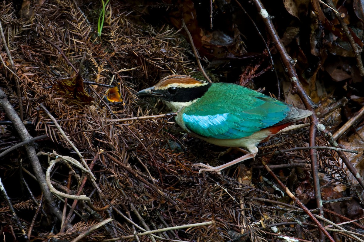 Fairy Pitta - ML625283343