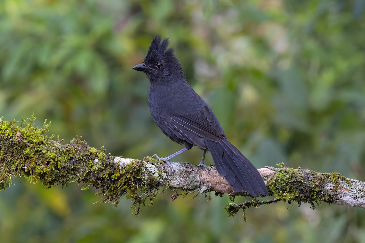 Tufted Antshrike - Jeff Maw