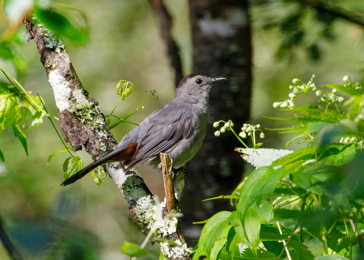 Gray Catbird - ML625283427