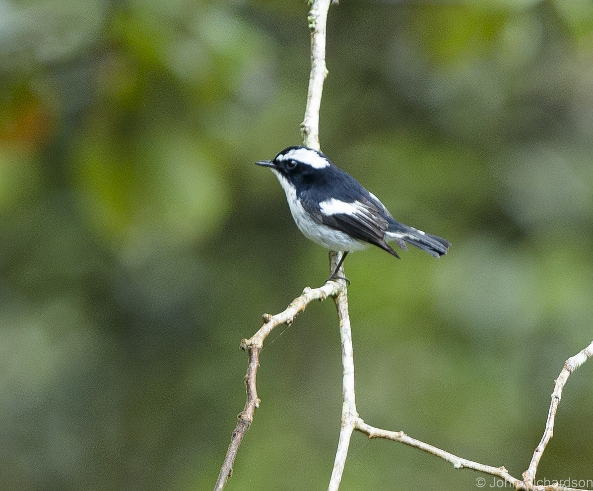 Little Pied Flycatcher - ML625283578