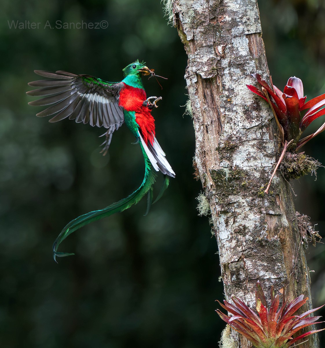 Resplendent Quetzal - ML625283632