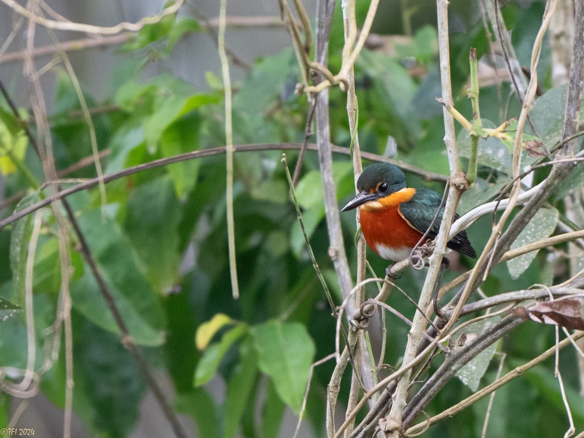 American Pygmy Kingfisher - ML625283685