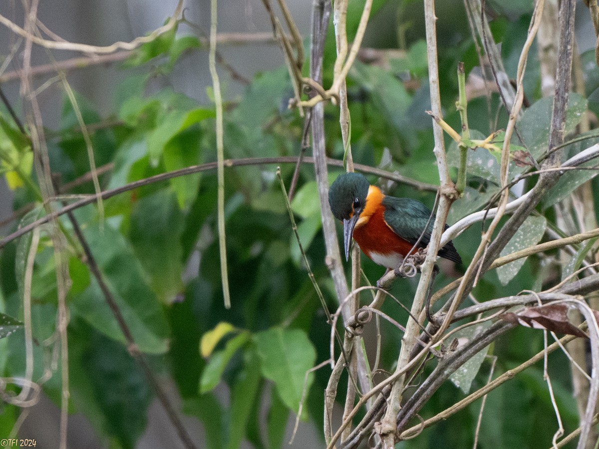 American Pygmy Kingfisher - ML625283696