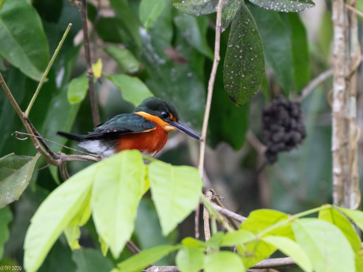 American Pygmy Kingfisher - ML625283699