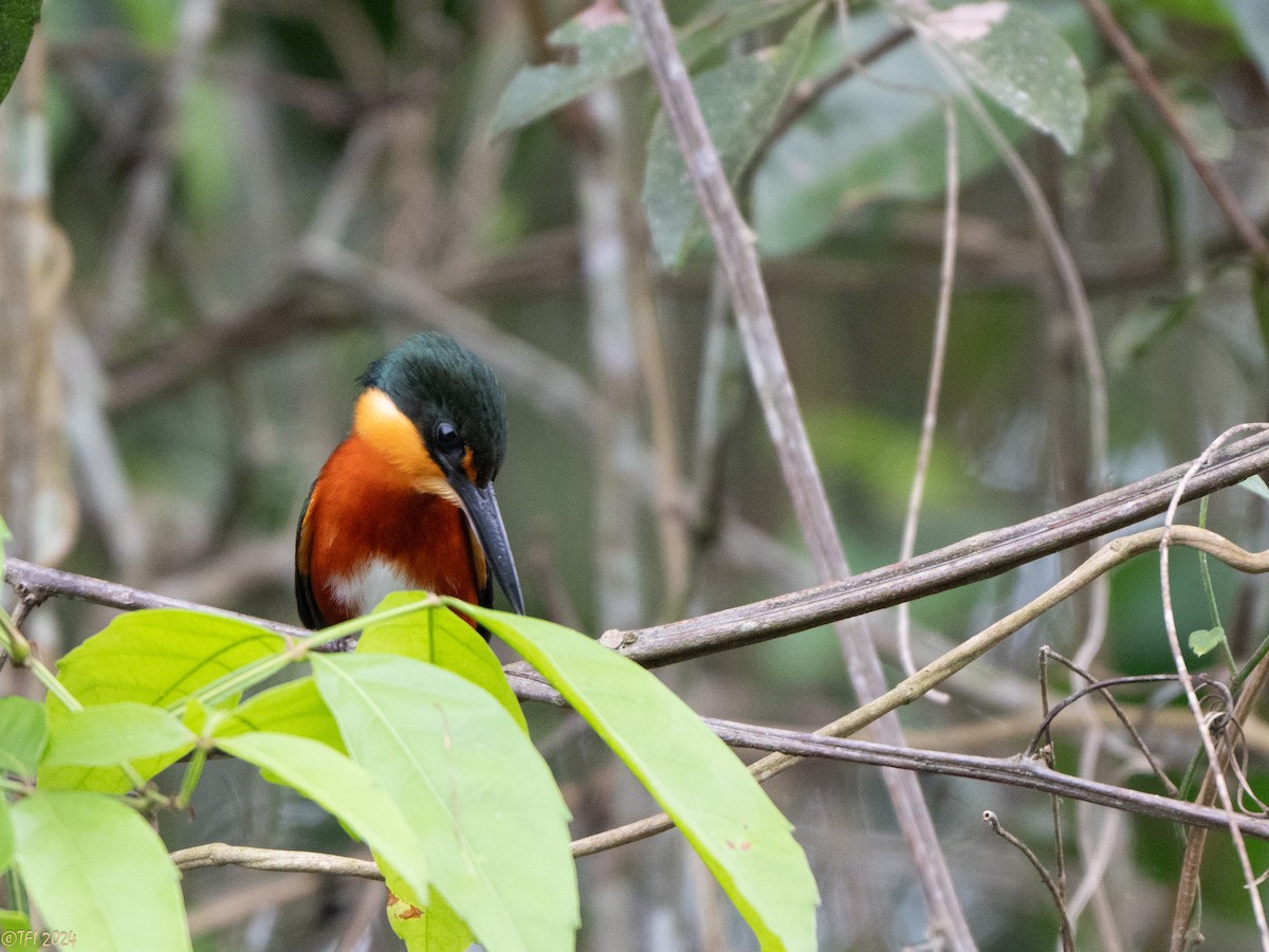 American Pygmy Kingfisher - ML625283700